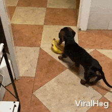 Grabbing A Banana Dachshund GIF - Grabbing A Banana Dachshund Viralhog GIFs