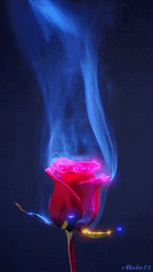 Smoking Red Rose GIF