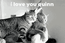 I Love You Quinn I Love Quinn GIF - I Love You Quinn I Love Quinn Quinn GIFs