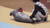 a woman is petting a seal with a red ball on its head