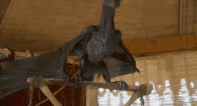 Game Of Thrones Got GIF - Game Of Thrones Got Dragons GIFs