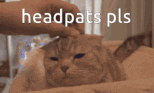 Cat Pat Pat GIF - Cat Pat Pat GIFs