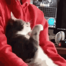 Wtf Cats GIF - Wtf Cats Shocked GIFs