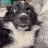 a black and white dog is laying down on a blanket and looking at the camera