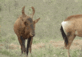 two antelope standing next to each other in a grassy area