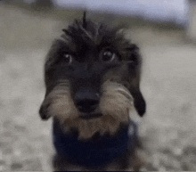 a close up of a dachshund looking at the camera with a serious look on his face .