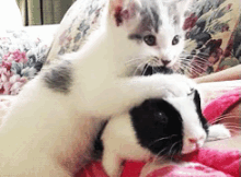 Cat And Bunny Chilling GIF - Cat Bunny Rabbit GIFs