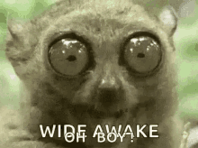 wide awake cant sleep awake tarsier