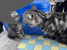 Bubble Chat Cat GIF - Bubble Chat Cat Meme GIFs