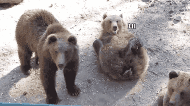 Bear Waving GIF - Bear Waving Hi - Discover & Share GIFs