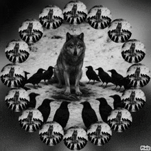 a black and white photo of a wolf surrounded by crows with pixiz written on the bottom