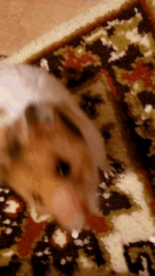Hamster Mir GIF - Hamster Mir Sniff GIFs
