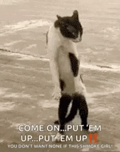 Funny Animals Funny Cat GIF - Funny Animals Funny Cat Step Forward -  Discover & Share GIFs