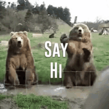 Hi Animal GIF - Hi Animal Bear GIFs