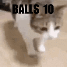 Balls 10 Cat GIF - Balls 10 Balls Cat GIFs
