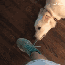 Please Dont Go Dont Leave Me GIF - Please Dont Go Dont Leave Me Dog GIFs