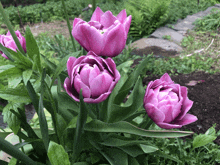 Tulip GIF