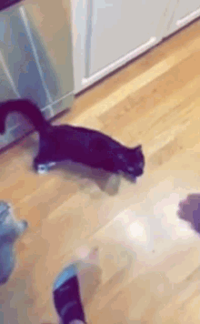 Cat Cat Jump GIF - Cat Cat Jump Cat Gravity GIFs