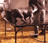 a man is standing next to a dog on a table with devx art written on the bottom