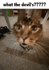 Cat Peanut GIF - Cat Peanut GIFs