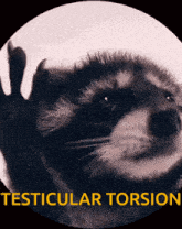 Testicles Testicular GIF - Testicles Testicular Torsion GIFs