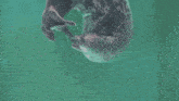 a seal is swimming in the water and eating something