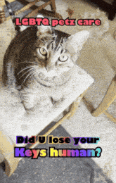a cat sitting on a chair with the words lgbtq petz care