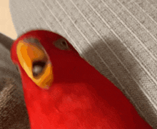 Parrot Laugh GIF - Parrot Laugh Wuewue GIFs