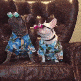 two dogs wearing hawaiian shirts are sitting in a chair