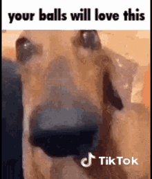 your ball will love this balls so sicko mode fart amenul