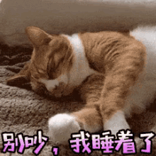 别吵，不要吵，睡觉，猫咪 GIF - Kitten Do Not Disturb Stop GIFs