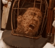 nicolas cage bees