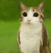 a cat with owl wings is standing on its hind legs .