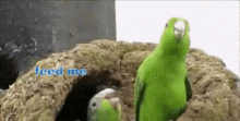 Feed Me Oh Shut Up GIF - Feed Me Oh Shut Up Birds GIFs