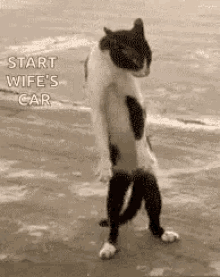 funny animals funny cat step forward step backward standing cat