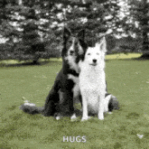 Border Collie Hug GIF - Border Collie Hug Funny Animals GIFs