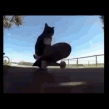 Spin Cat GIF - Spin Cat Skateboard Cat GIFs