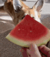 a dog is eating a slice of watermelon from a person 's hand