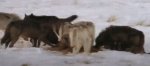 wolf-pack-wolf-eating.gif