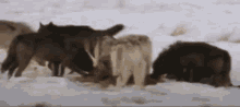 Wolf Pack Wolf Eating GIF
