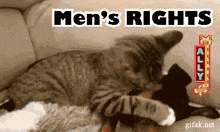 a cat is laying on a couch with the words men 's rights behind it