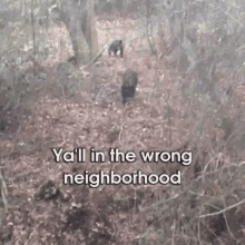 Now Get! GIF - Bear Wrong Neighborhood GIFs