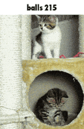 a cat standing on top of a cat tree next to a kitten in a hole