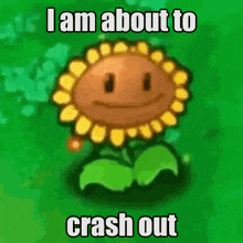 a picture of a sunflower with a face and the words " i am about to crash out "