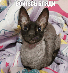 a cat is laying on a blanket with a caption in a foreign language that says " boitece blaadi "