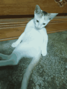 Funny Cat GIF - Funny Cat GIFs