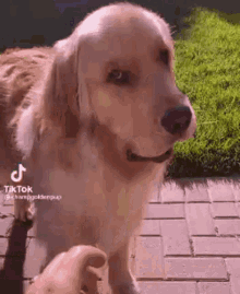 a dog is standing next to a person on a brick sidewalk .