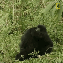 tripped over mountain gorillas survival dian fosseys legacy lives on short film showcase gorillas having fun