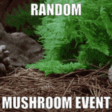 a picture of a mushroom with the words random mushroom event on it