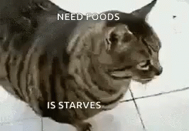 starving cat meme